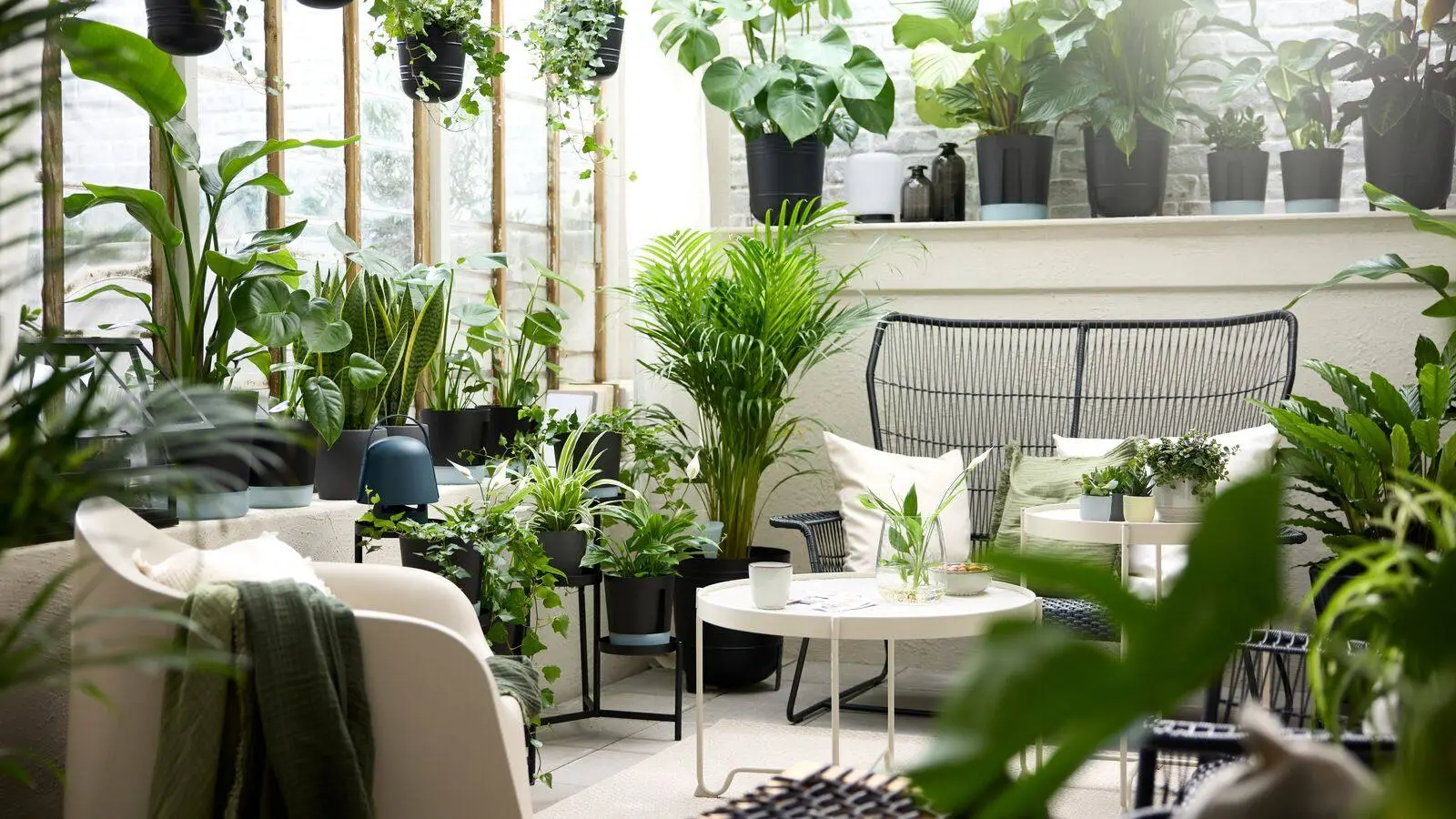plantes et bien-être