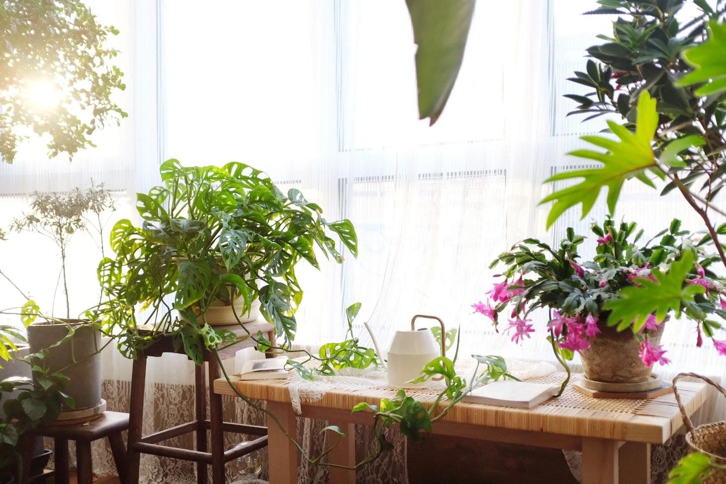 plantes et bien-être